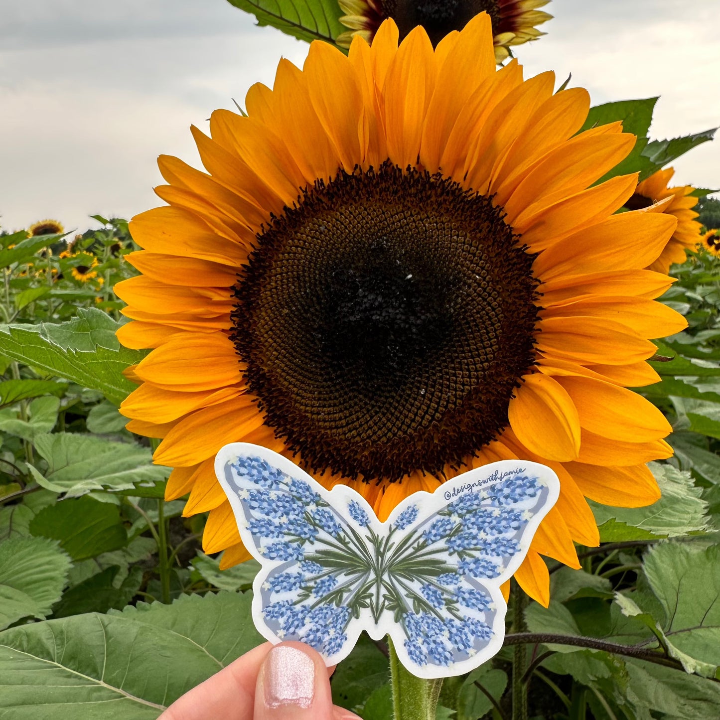 Bluebonnet Butterfly Sticker